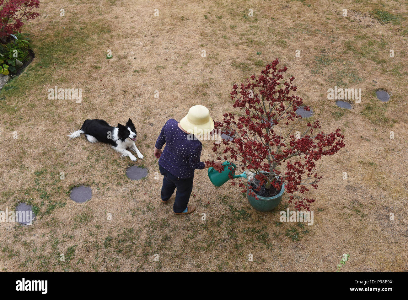 Telford, UK. 16th July 2018. A gardener desperate for rain on her parched lawn in Telford, Shropshire, Uk Credit: David Bagnall Stock Photo