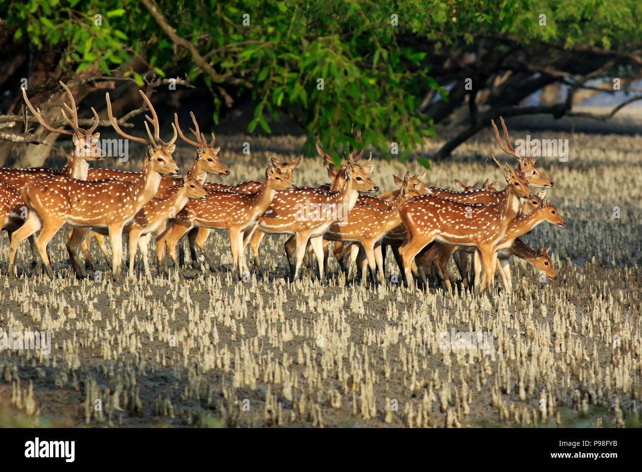 Spotted deer in Sundarbans, the largest mangrove forest in rte world and a UNESCO World Heritage site in Bangladesh. Bagerhat, Bangladesh Stock Photo - Alamy Spotted deer in Sundarbans, the largest mangrove forest in rte world and a UNESCO World Heritage site in Bangladesh. Bagerhat, Bangladesh Stock Photo - Alamy