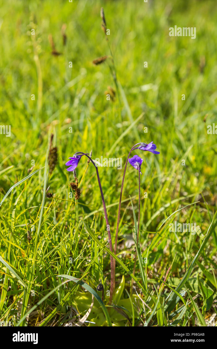 Butterwort flower blooming on a meadow Stock Photo