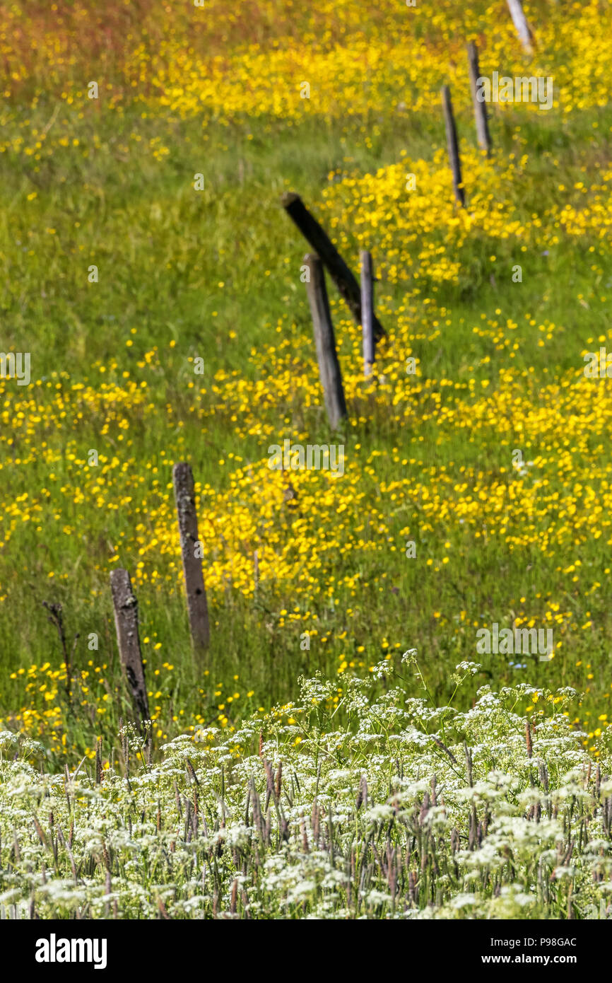 Fence on summer blooms hi-res stock photography and images - Alamy