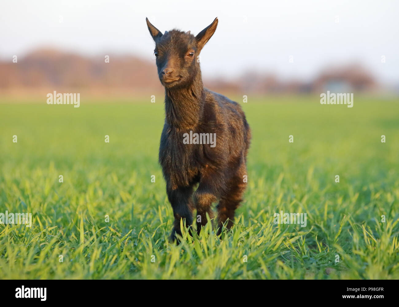 Goat on field Stock Photo