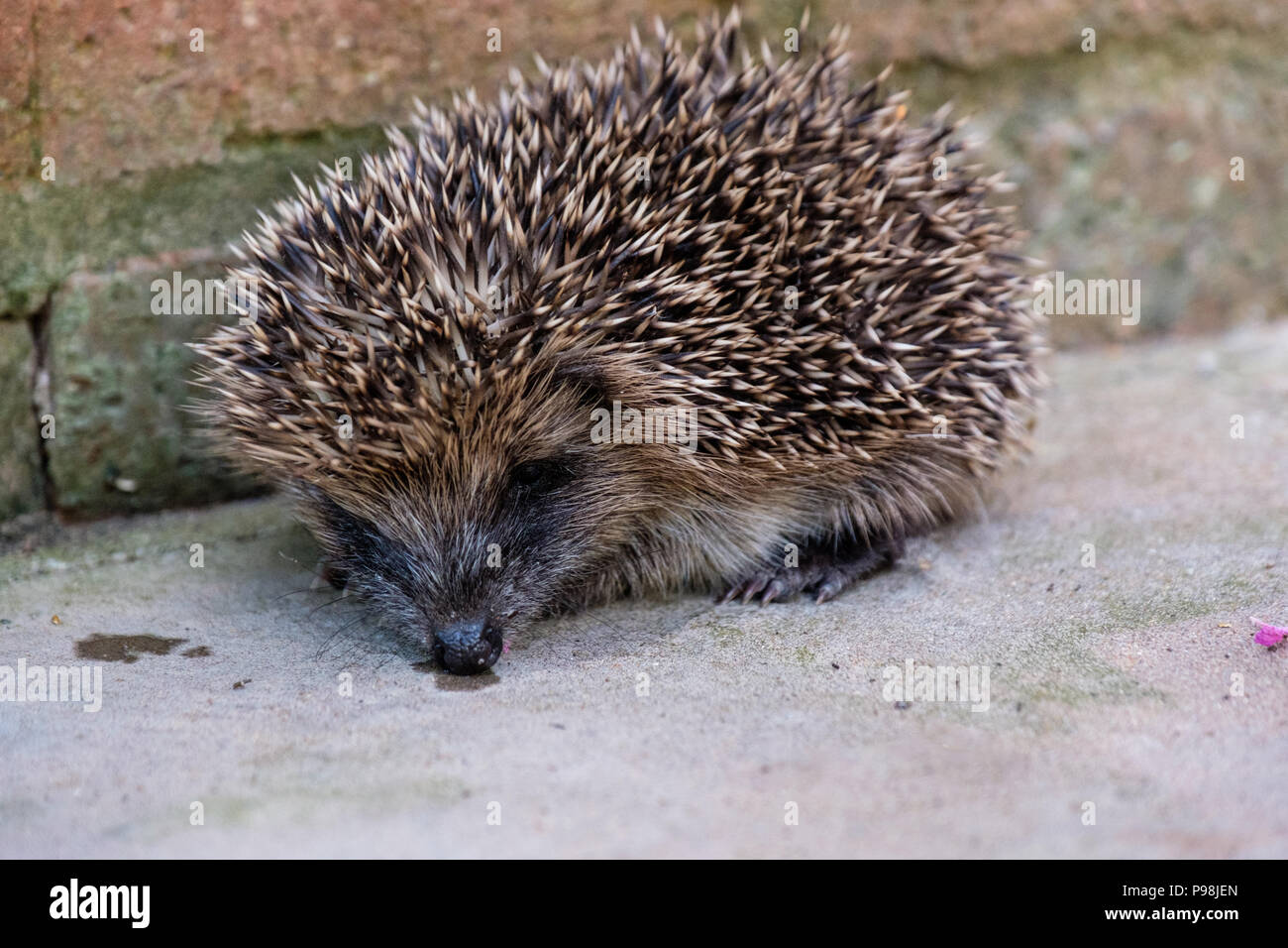 Hedgehog in garden, Church Stretton, Shropshire Stock Photo