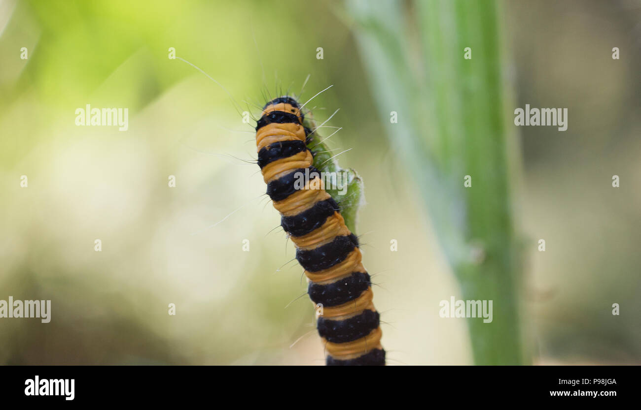 Yellow and black Cinnabar caterpillar feeding on a ragwort plant Stock