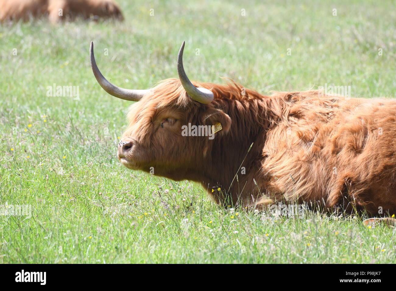 Highland cow sitting down hi-res stock photography and images - Alamy