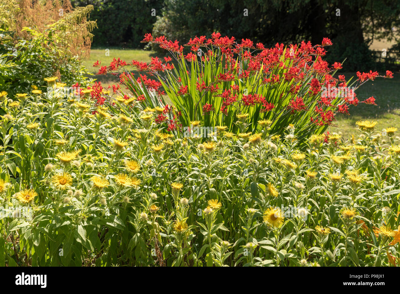 Yellow lucifer crocosmia hi-res stock photography and images - Alamy