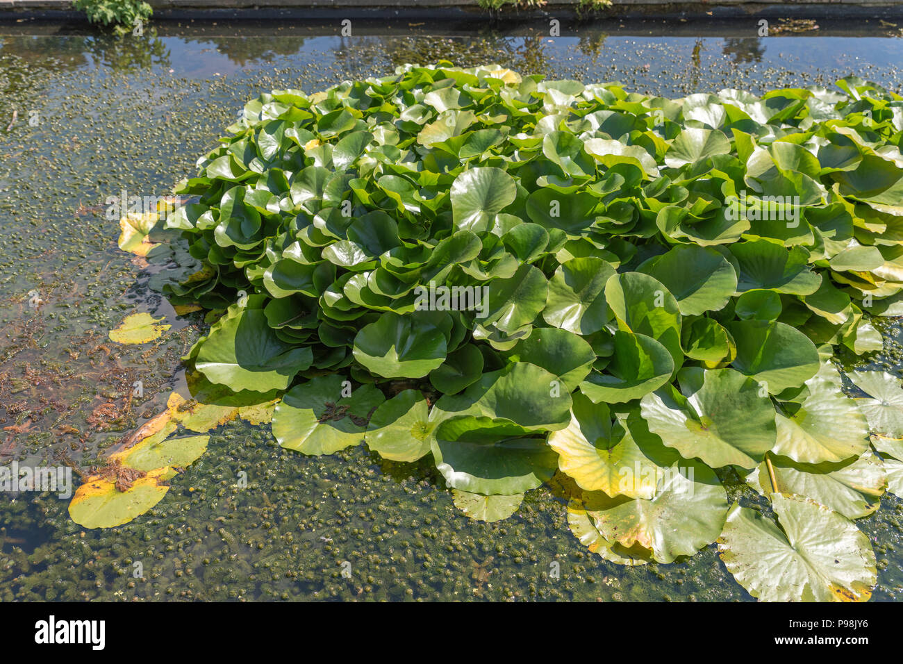 Garden Pond Lily Pads Stock Photo