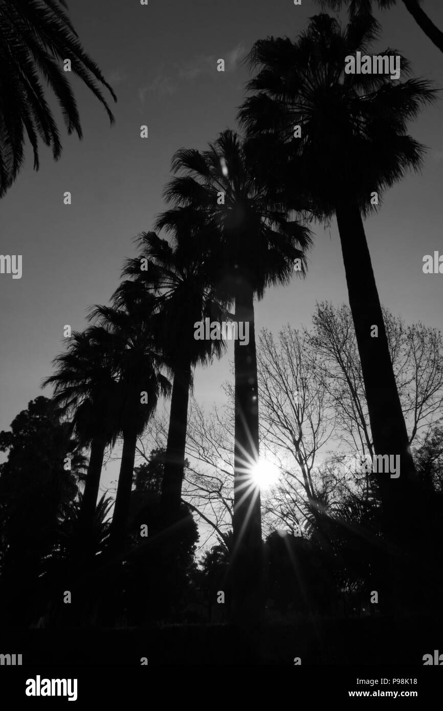 Spring tropical evening Sun diffraction between the silhouettes of few tall palms growing in a line, black and white image, beautiful rays of light am Stock Photo