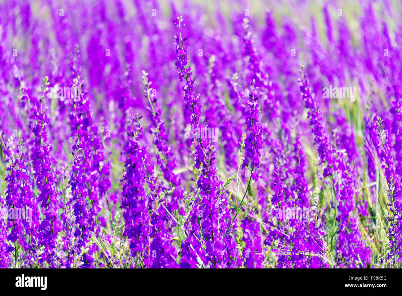 Purple spring -summer background with small flowers. Soft focus Stock Photo