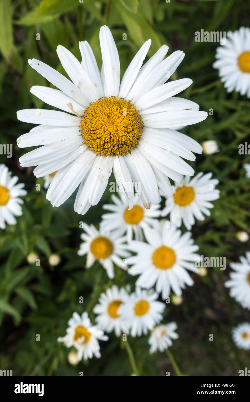 Yellow and White Oxeye Daisy flowers. Stock Photo