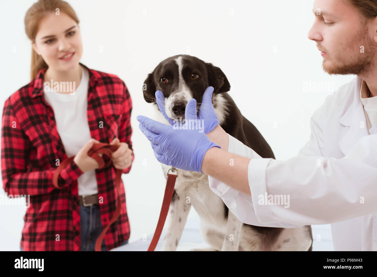 Dog getting checked at vet clinic with thir owner Stock Photo Alamy