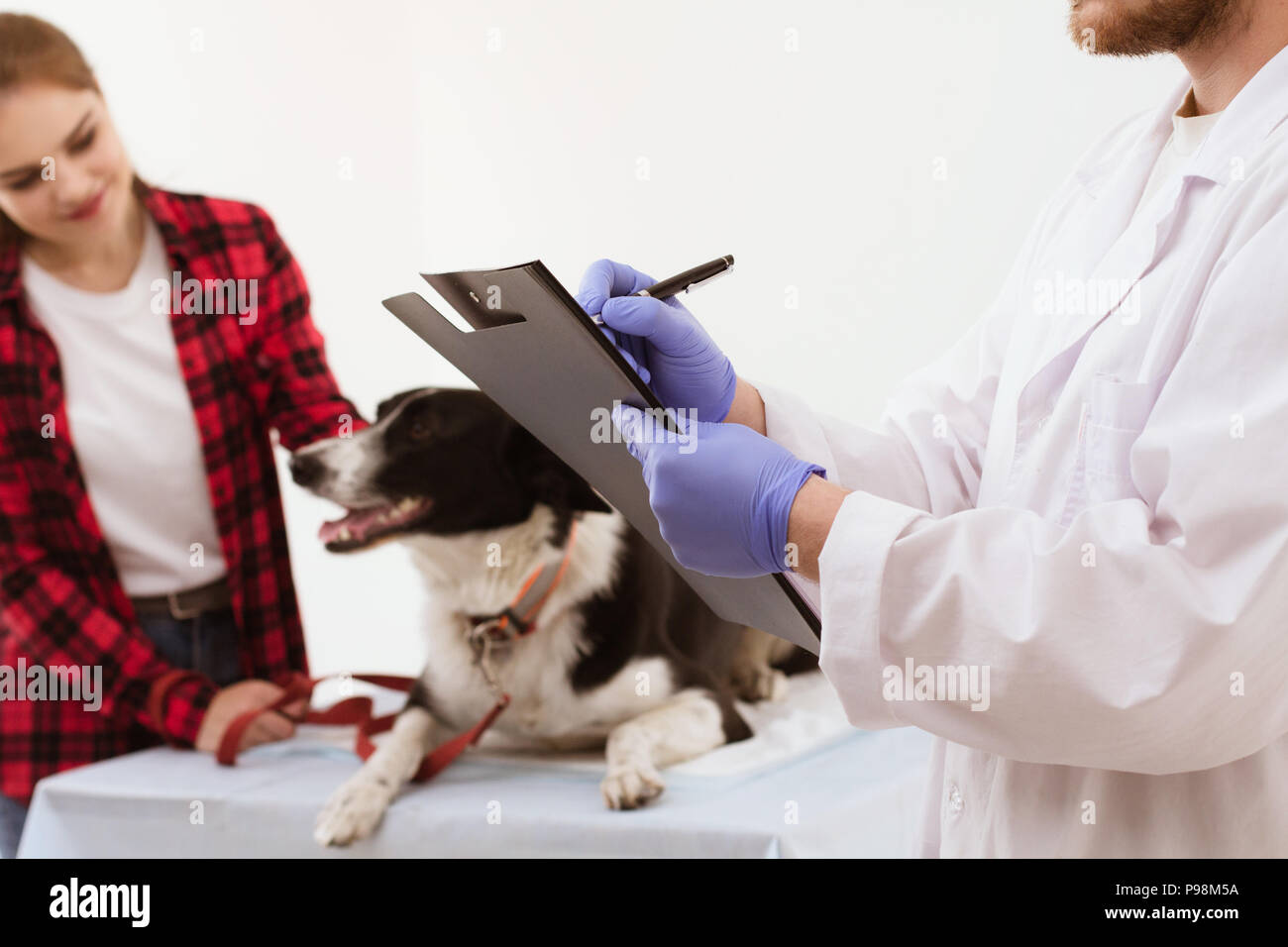 Vet holding clipboard getting dog checked Stock Photo Alamy