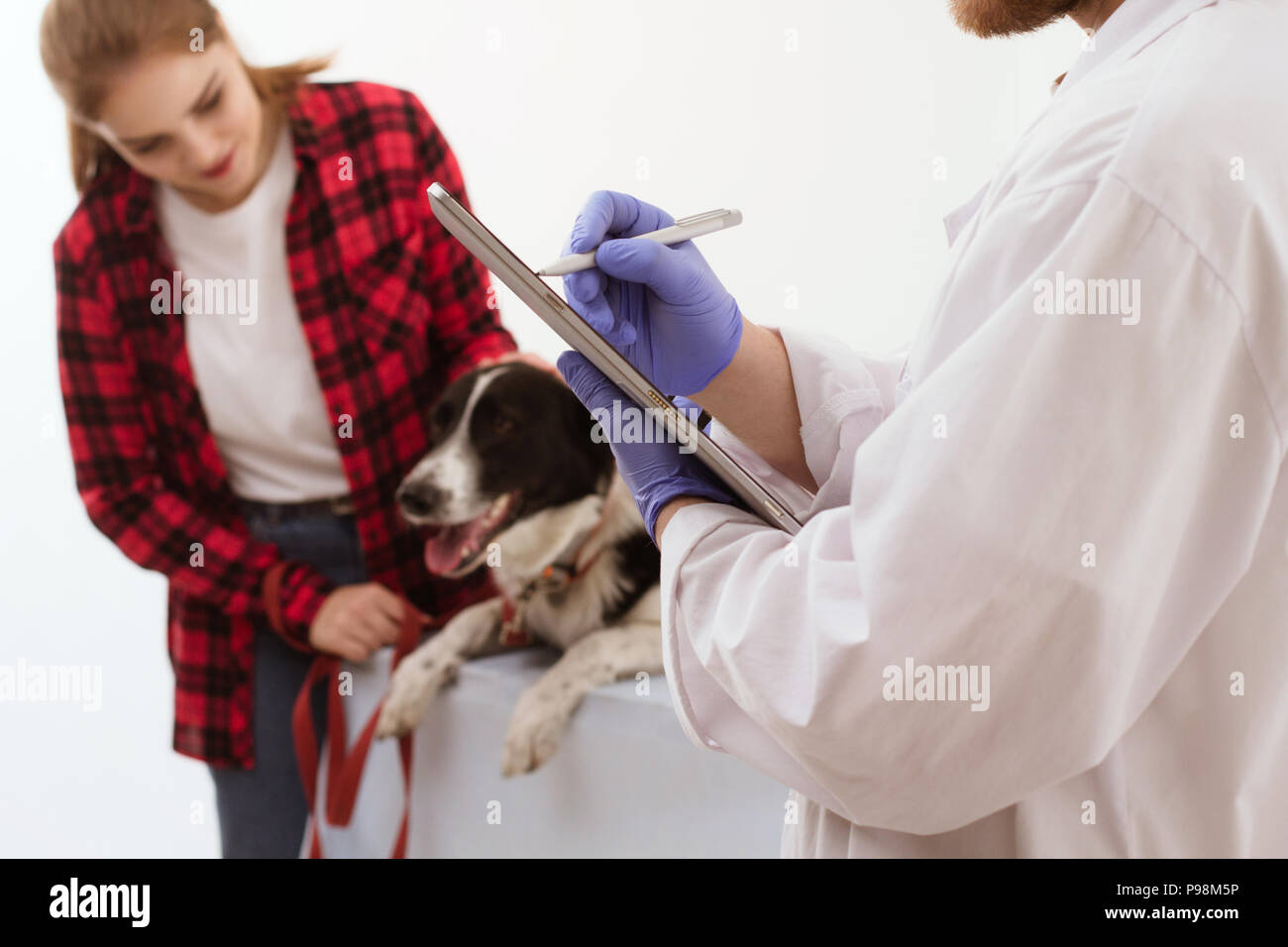 Vet holding clipboard getting dog checked Stock Photo Alamy