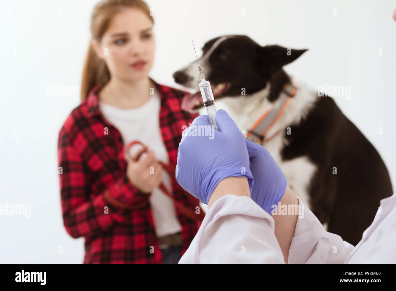 Vet holding needle wearing plastic gloves. Stock Photo