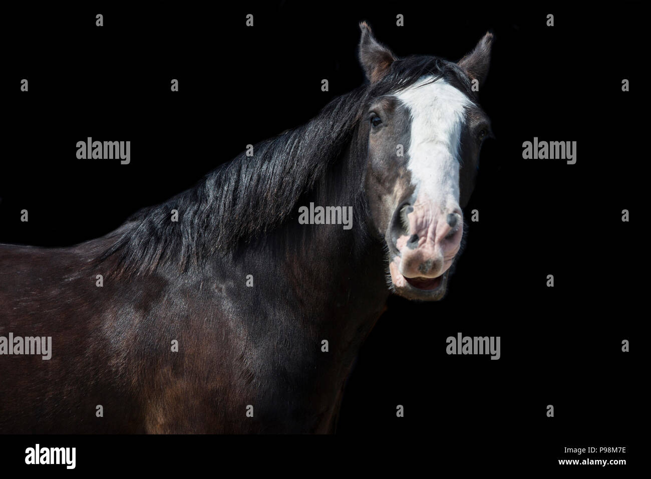 dark brown horse with white stripe down face on a black background, fine art horse portrait