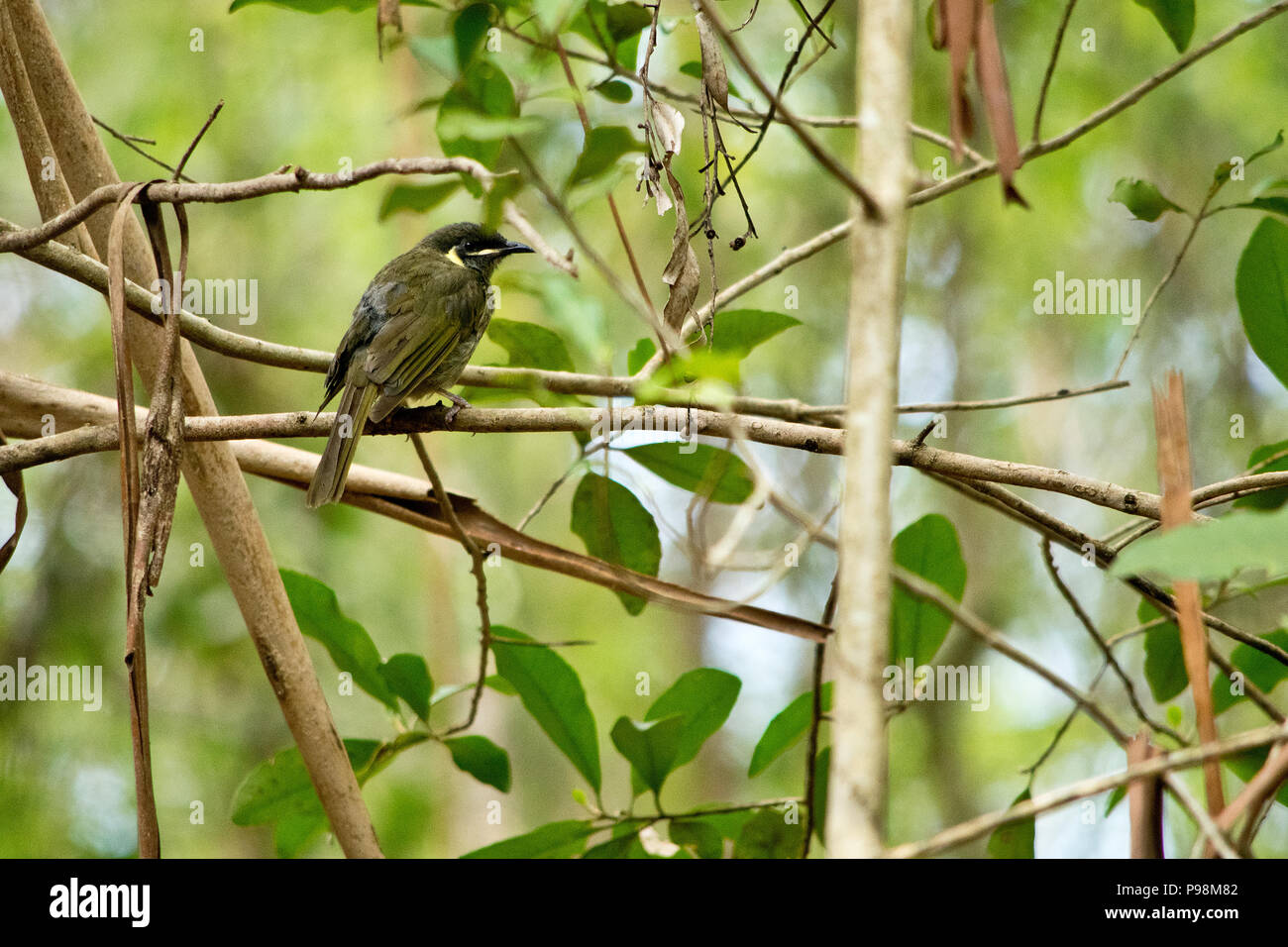 Lewin's honeyeater siting down on the twig. Australia Stock Photo - Alamy