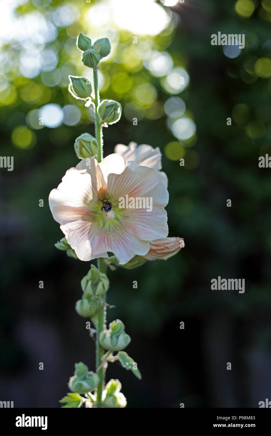 A Hollyhock, (Malvaceae) plant grows in an English country garden. Stock Photo