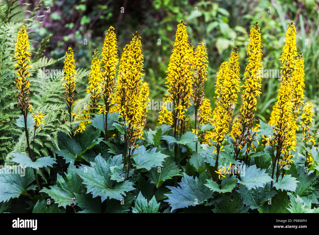 Ligularia stenocephala ' The Rocket ', Leopard plant Hardy Shade garden scene Stock Photo