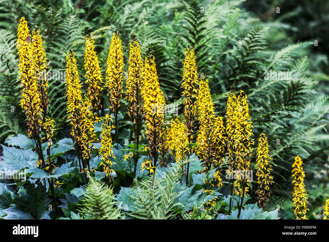 Ligularia stenocephala ' The Rocket ', Leopard plant, beautiful shady garden flowers, ferns Stock Photo