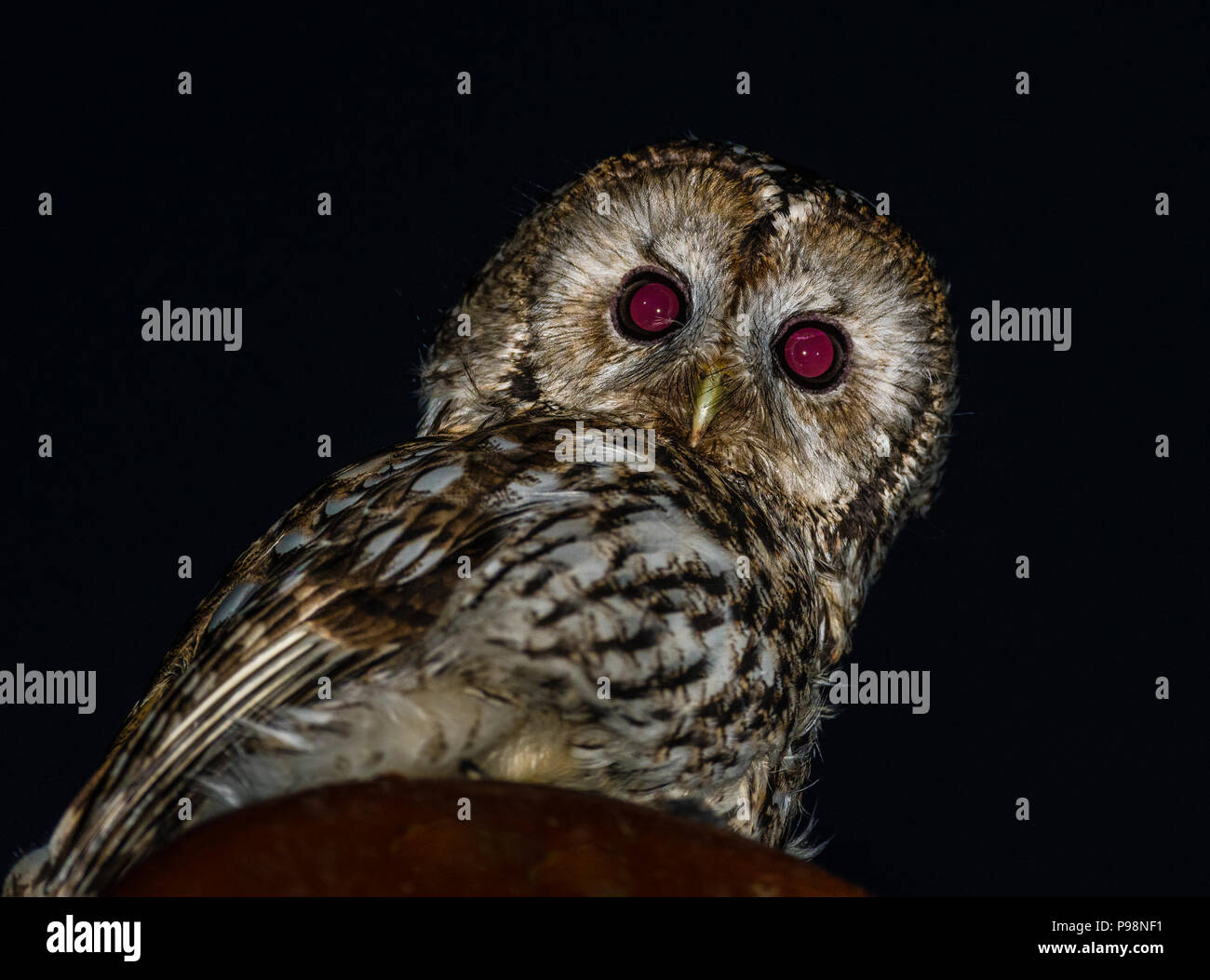Tawny owl at night Stock Photo