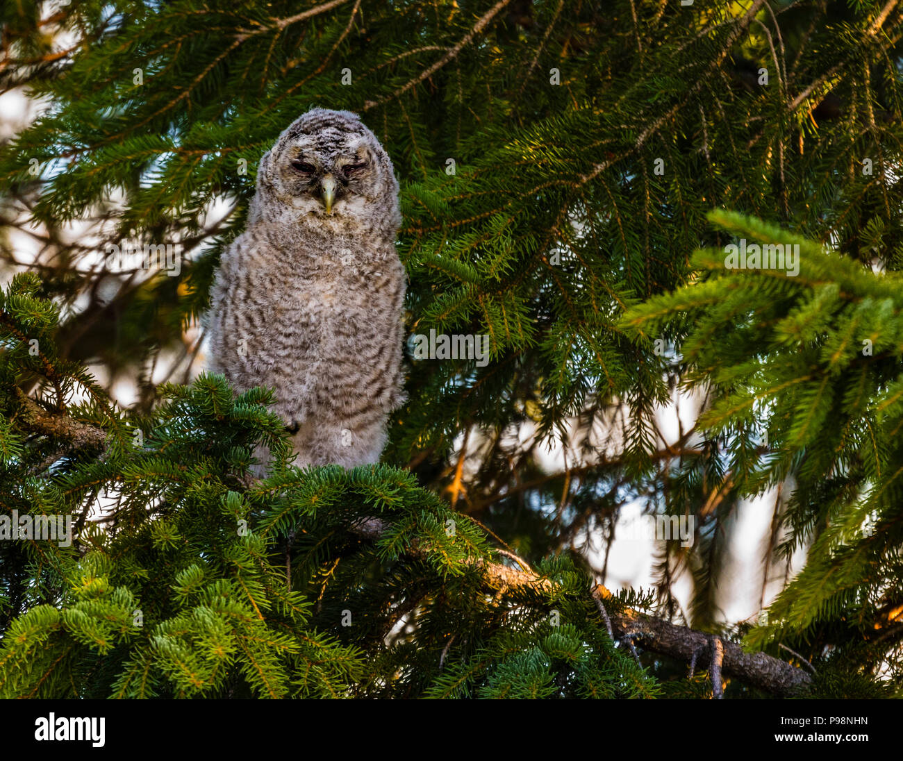 Tawny owl young Stock Photo