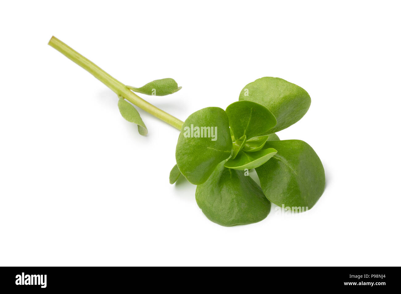 Single twig of fresh raw common purslane isolated on white background Stock Photo