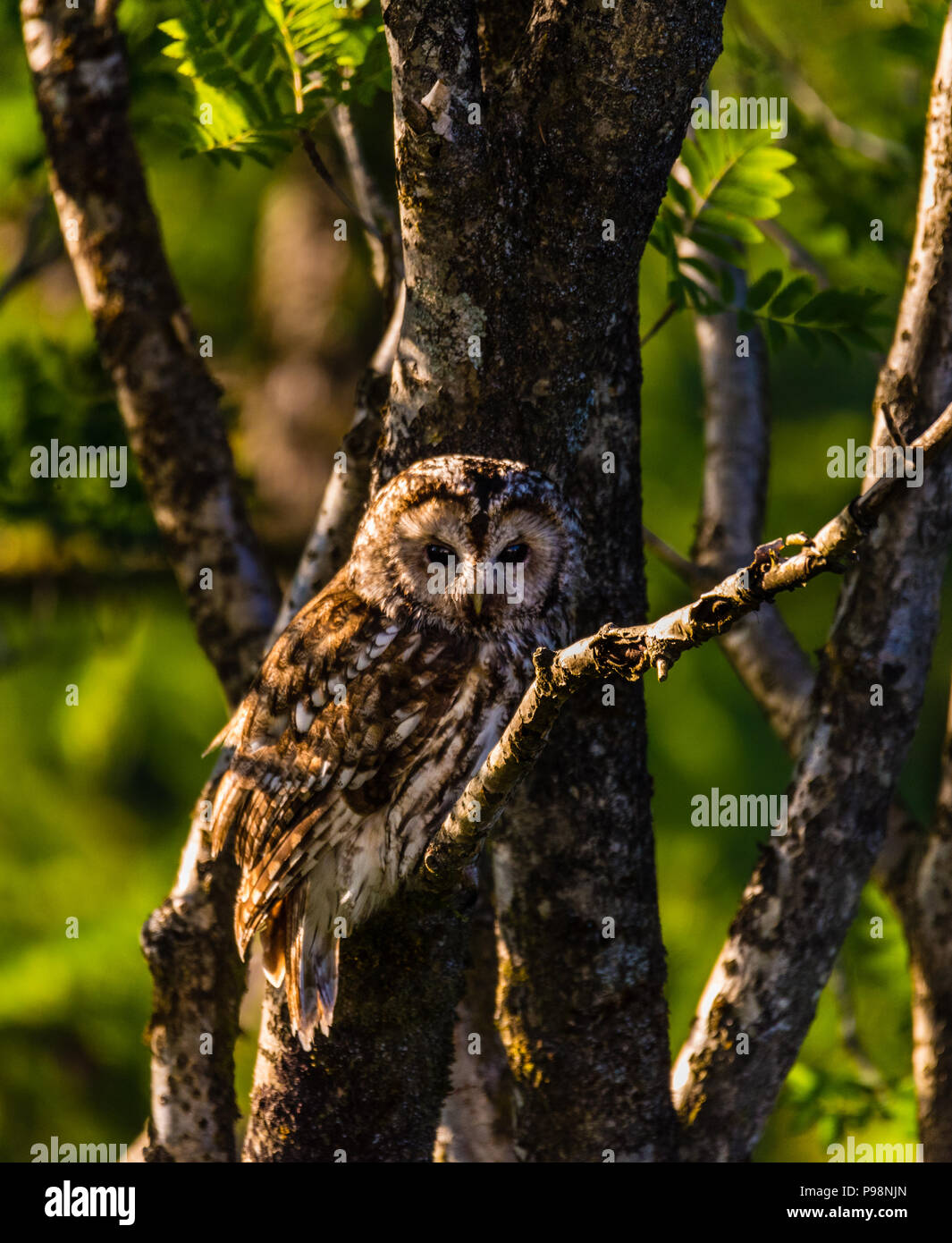 Tawny owl Stock Photo