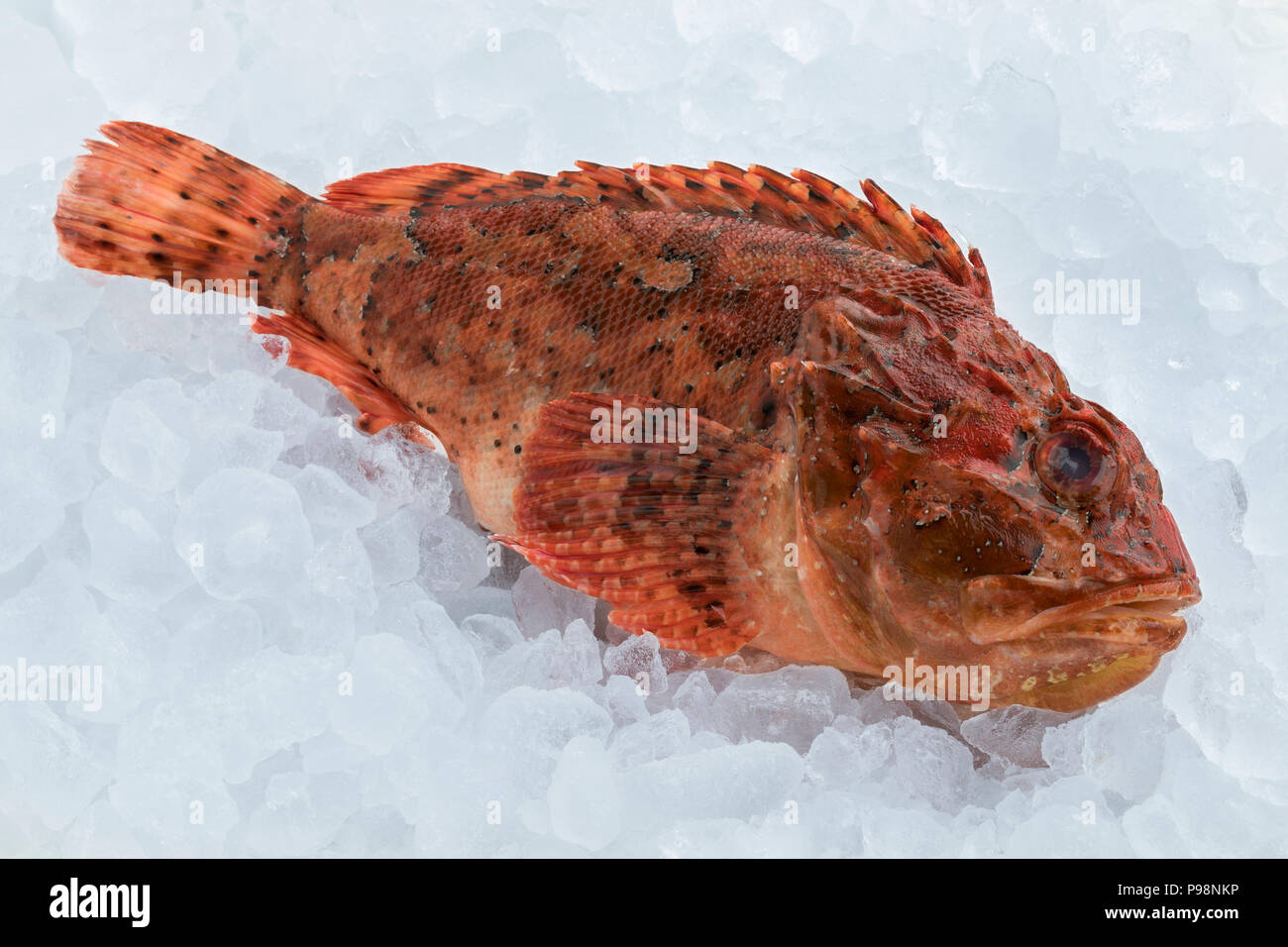 Single fresh raw red scorpionfish preserved on ice Stock Photo