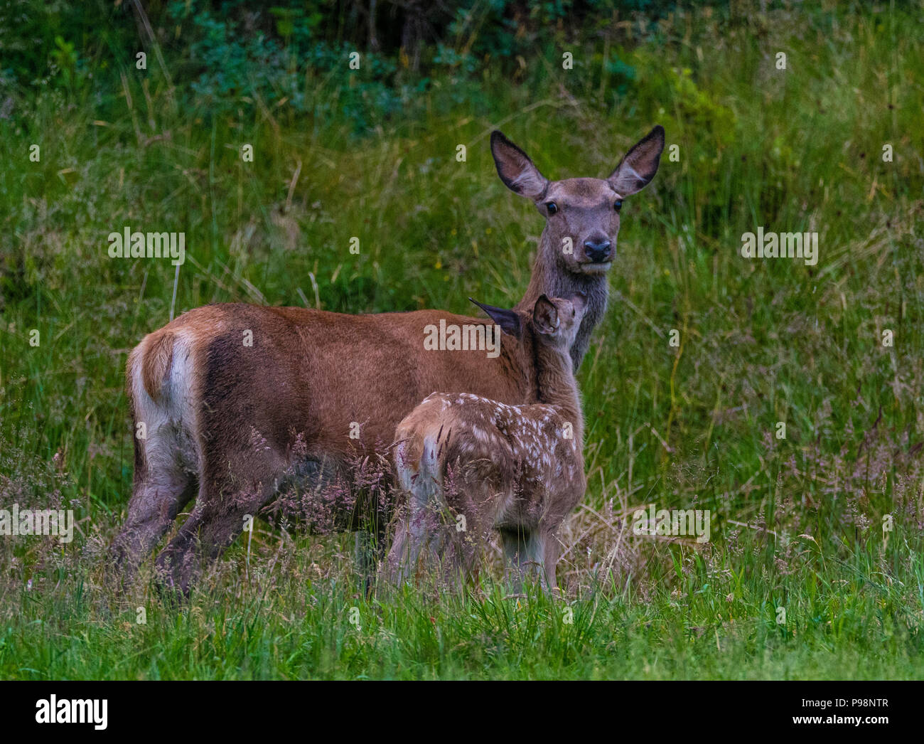 Red deer family Stock Photo Alamy