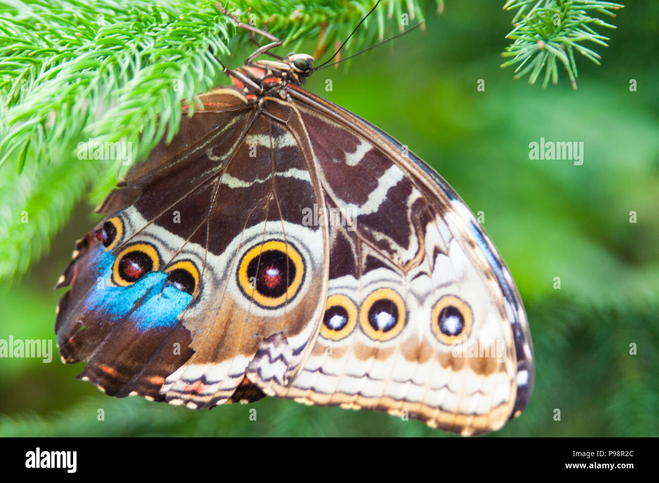 This colorful butterfly is eating the nectar from the plant Stock Photo