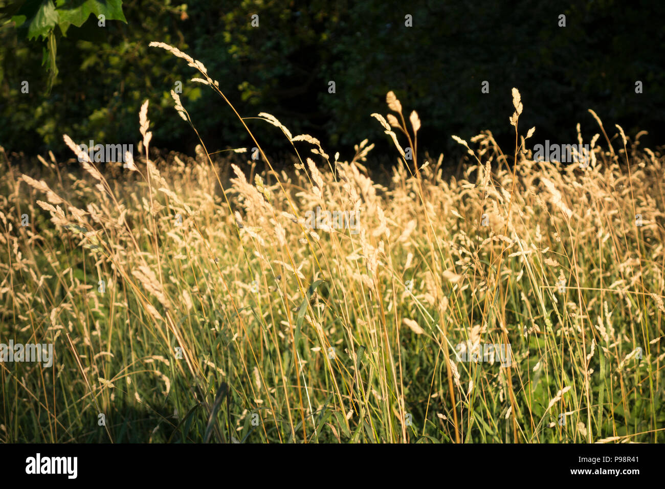 Wild grasses  in the sun Stock Photo