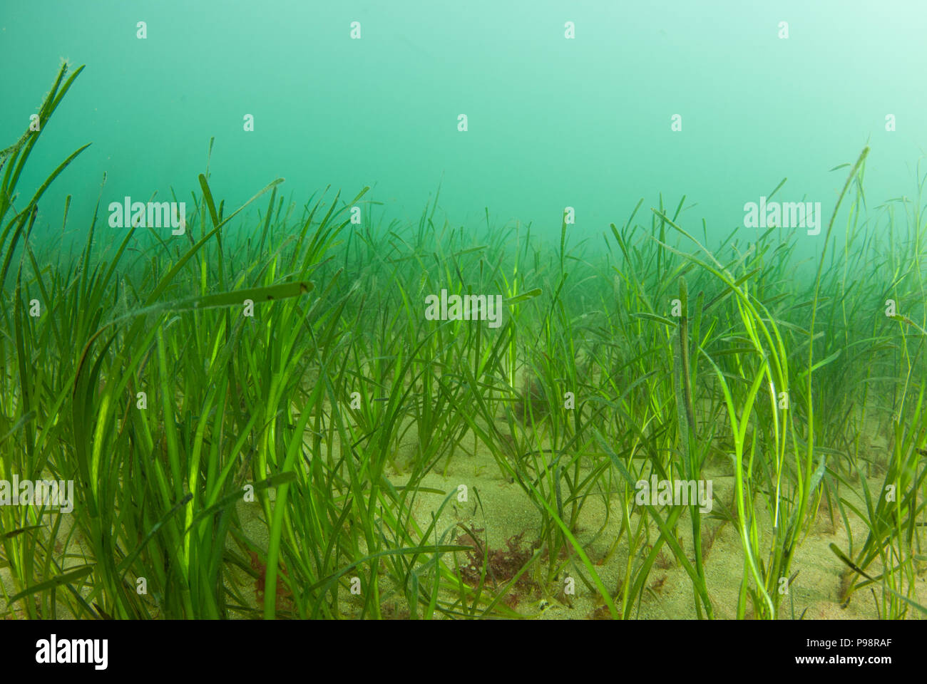 EELGRASS BEDS SWANAGE PURBECK Stock Photo