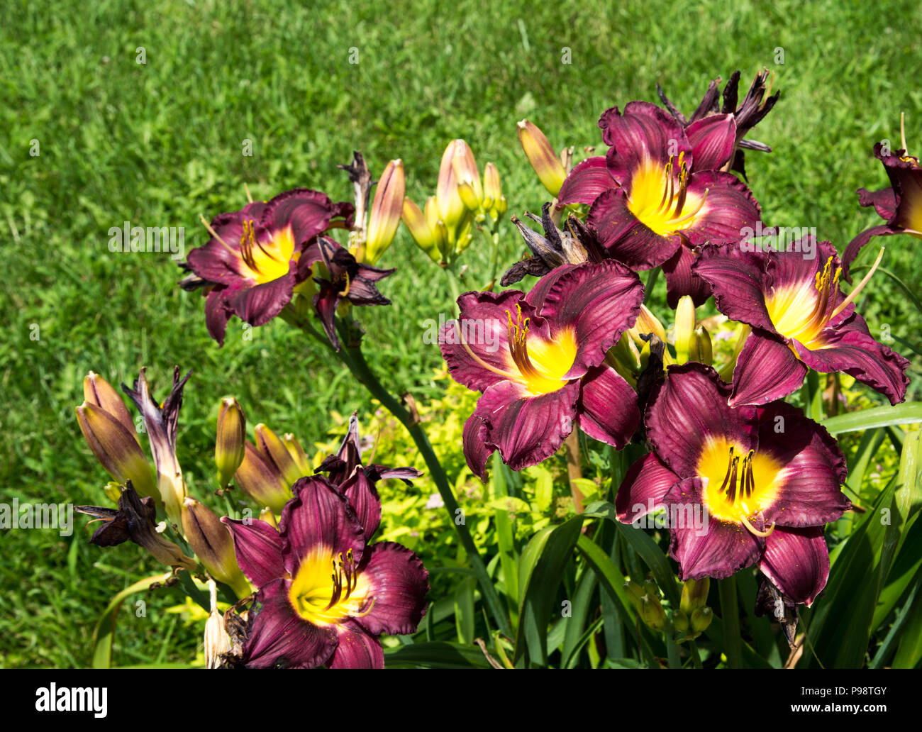 Lilies of the field hi-res stock photography and images - Alamy
