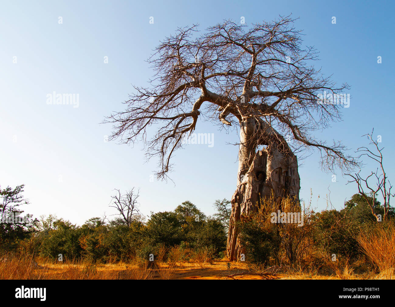 Baobab tree, Mana Pools, Zimbabwe Stock Photo