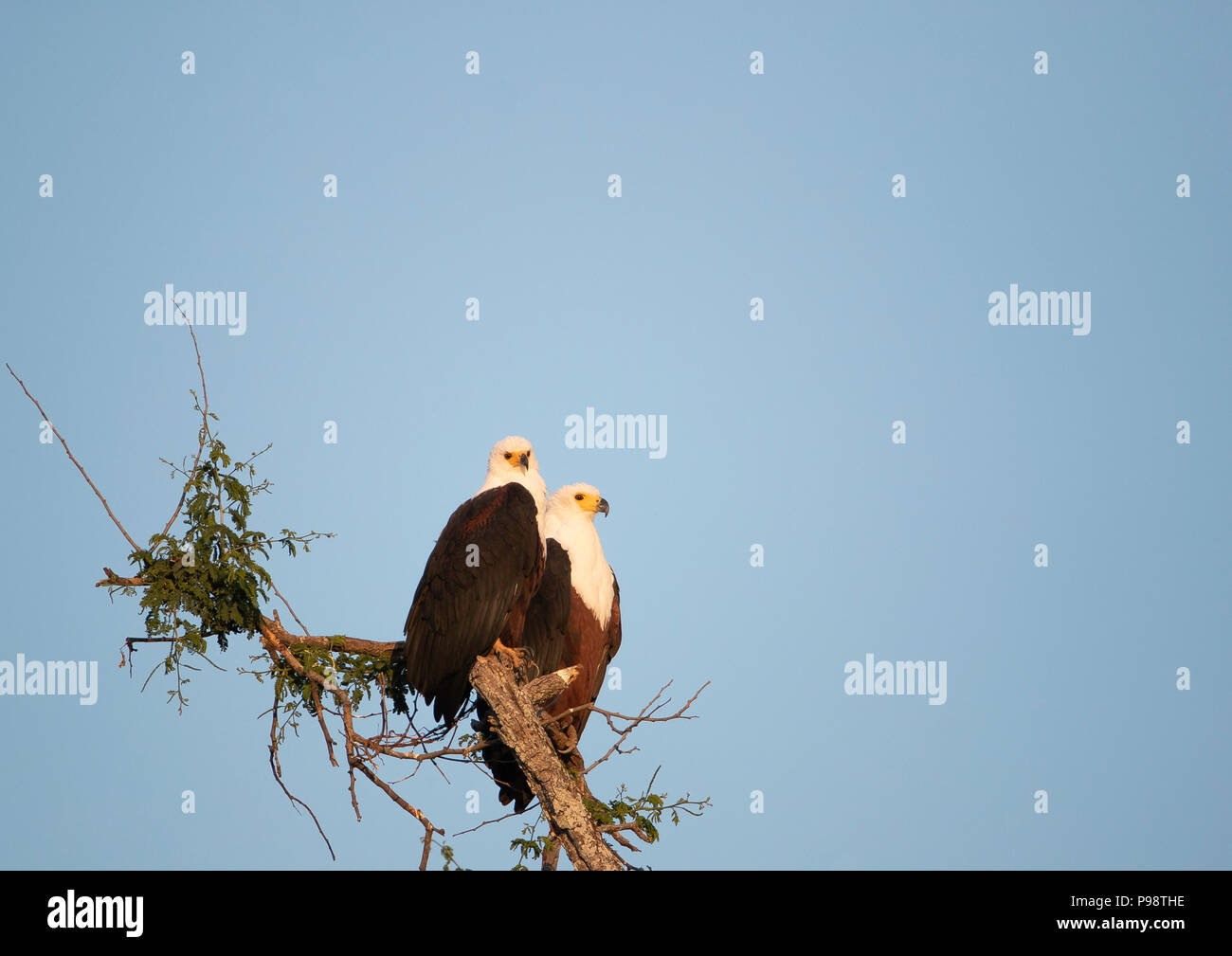 Pair of African Fish Eagles on a perch Stock Photo