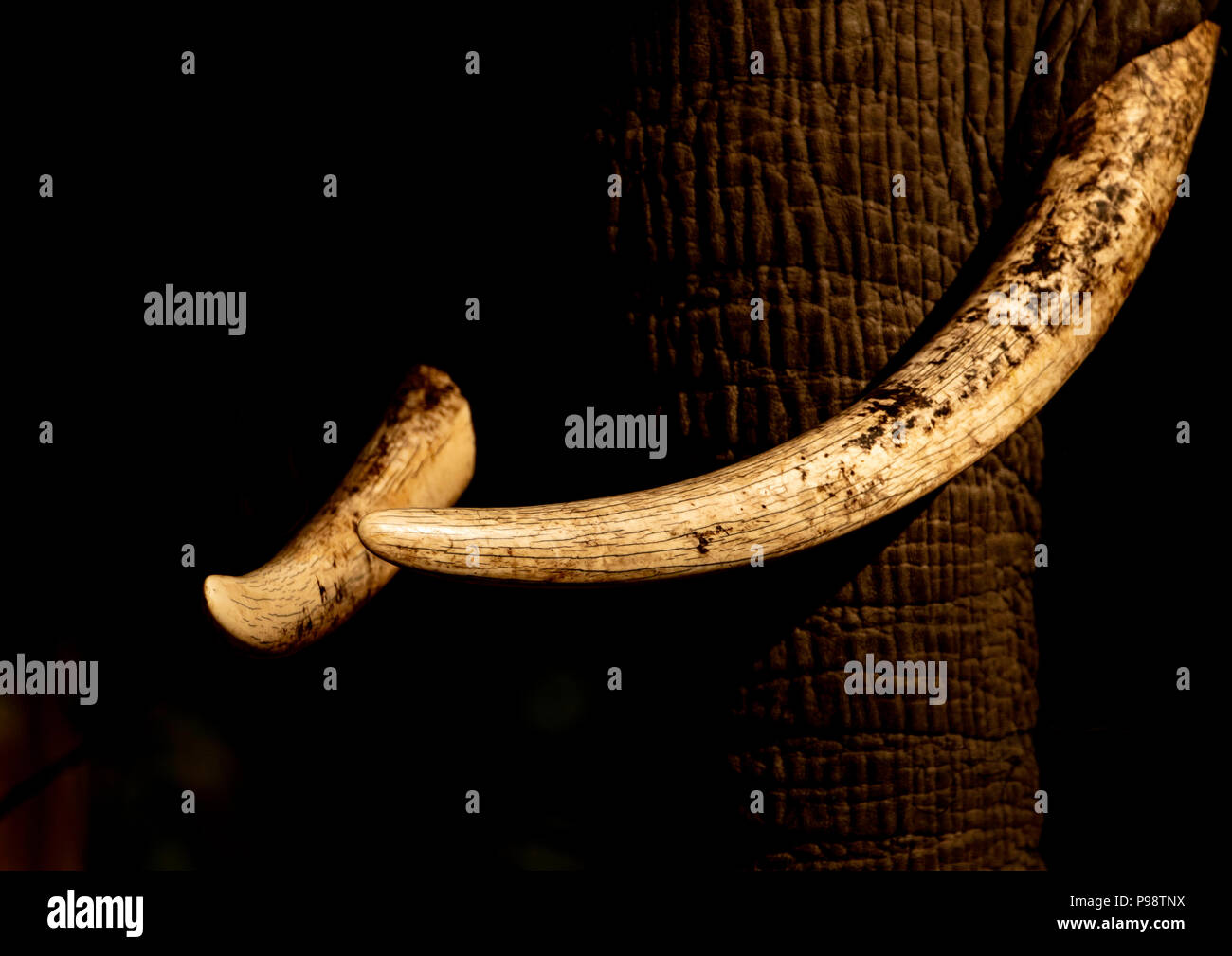 Details of the head of an elephant Stock Photo Alamy