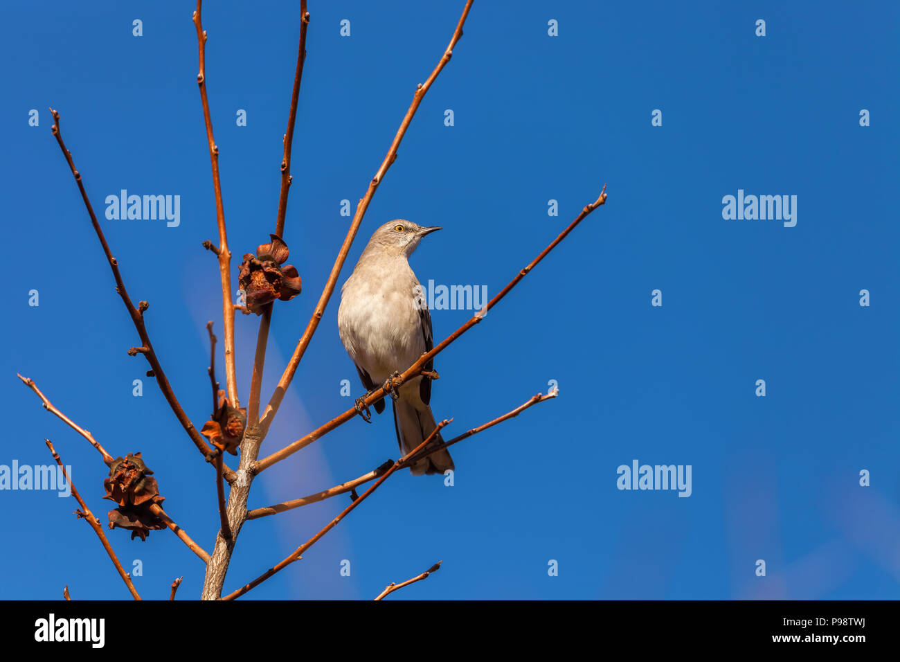 Northern mockingbird (Mimus polyglottos) perched on a tree branch, San Jose, California, United States. Stock Photo