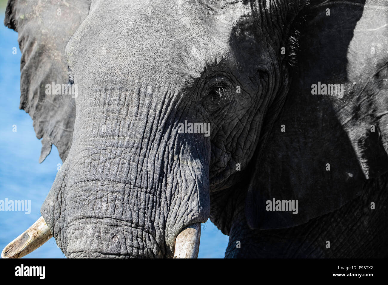 Details of the head of an elephant Stock Photo Alamy