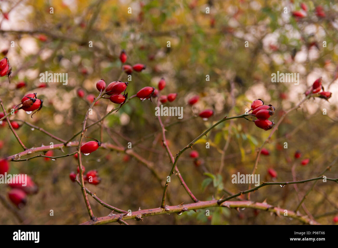 Wild rose bush hires stock photography and images Alamy