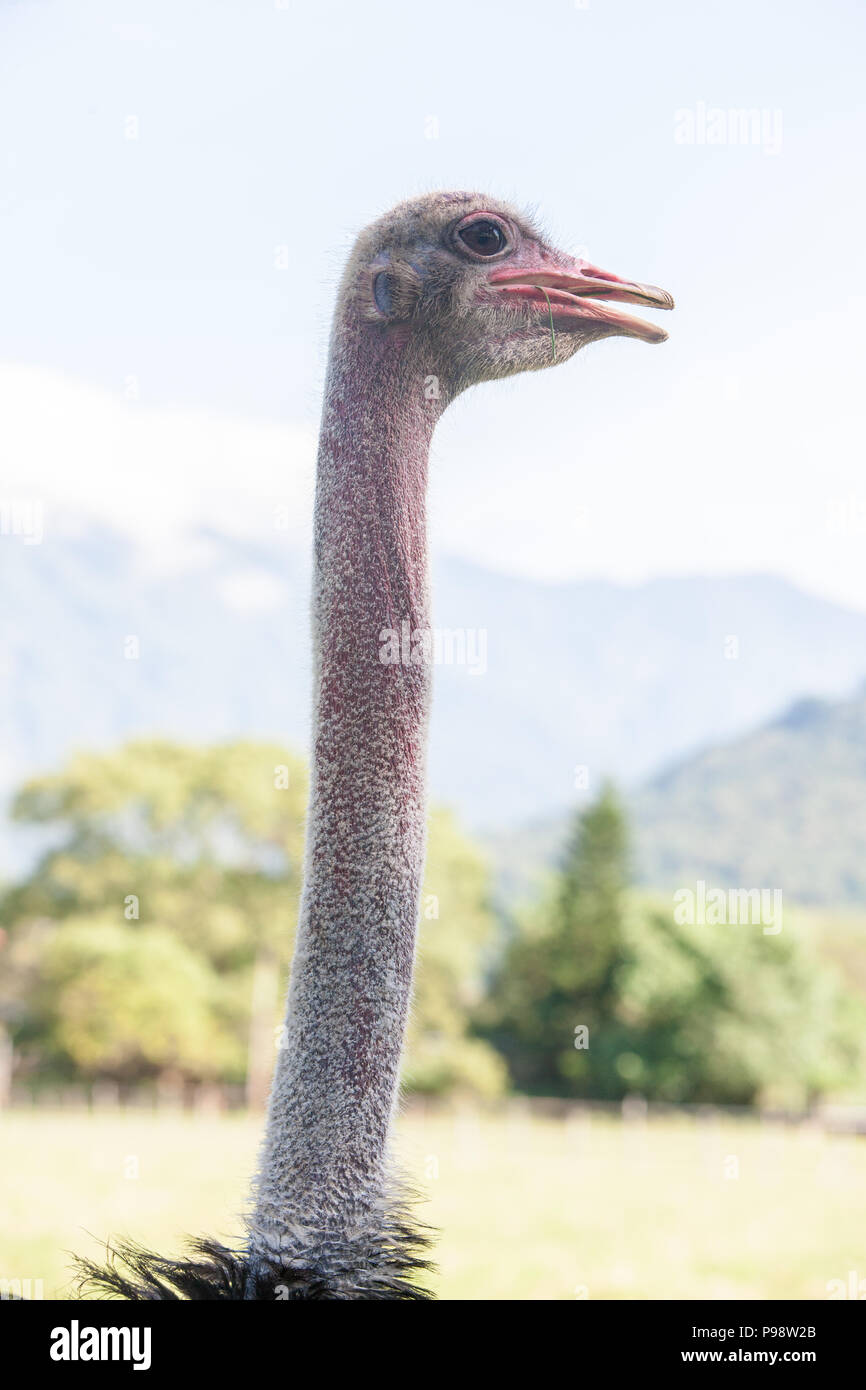 Roc bird hi-res stock photography and images - Alamy