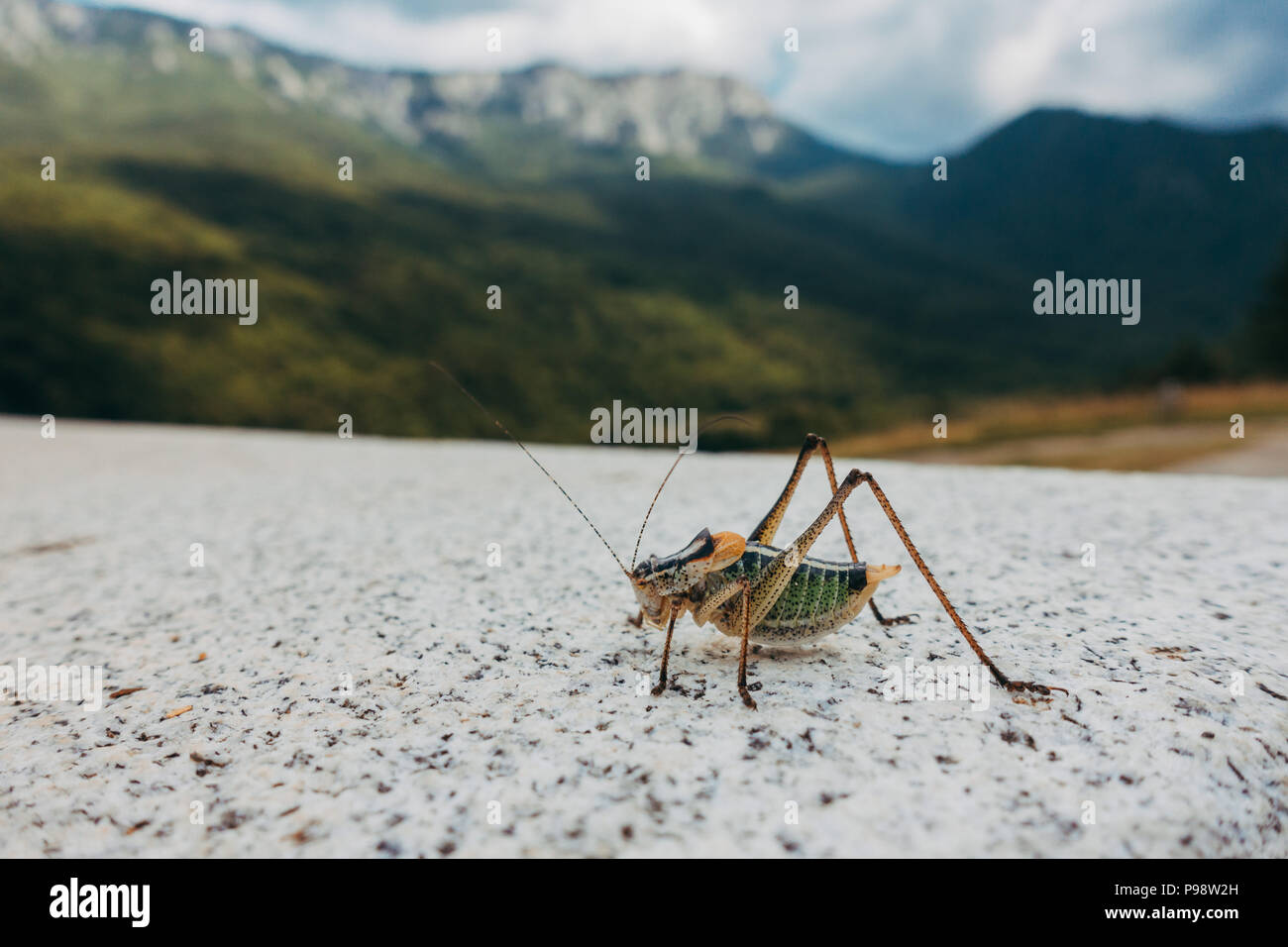 A male bull-bush cricket (Polysarcus denticauda) rests on top of a concrete ledge overlooking the mountains in Sutjetsja National Park Stock Photo