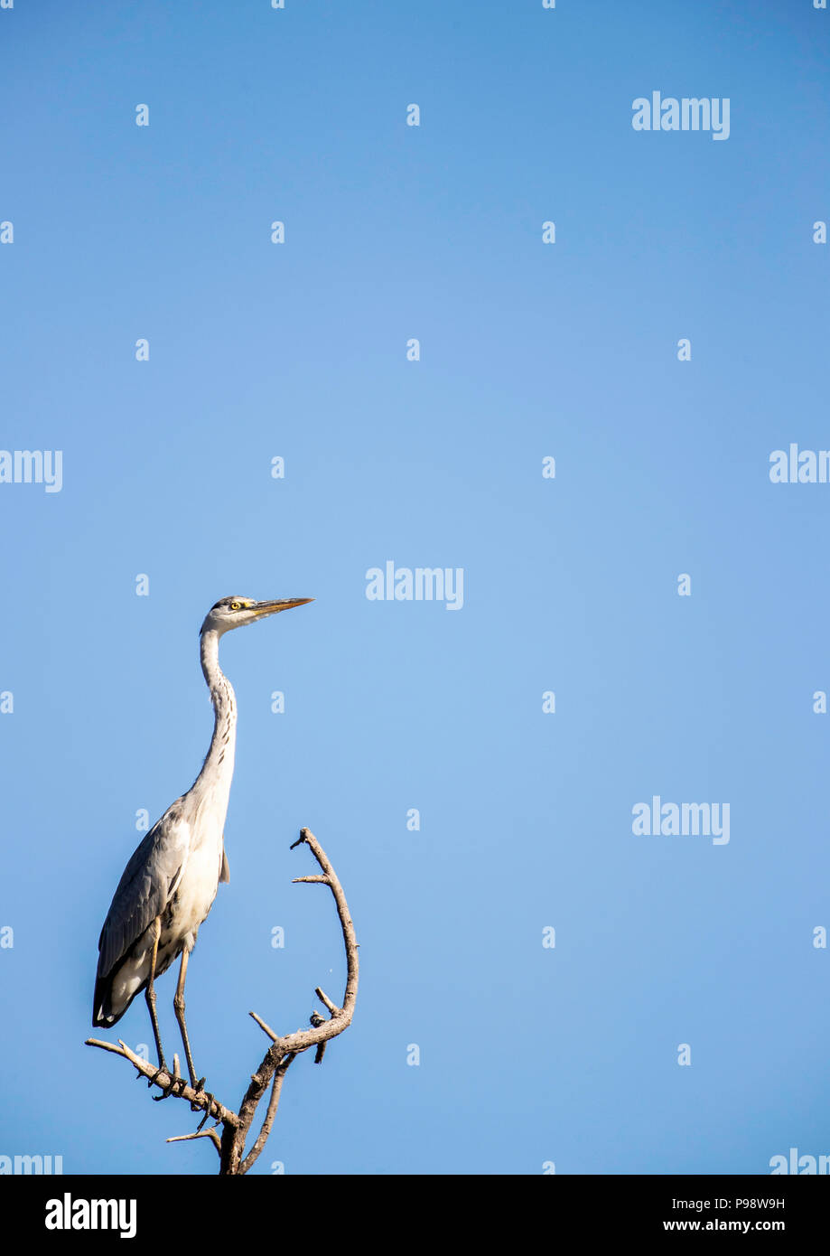 Adult little egret, Chobe River, Botswana Stock Photo