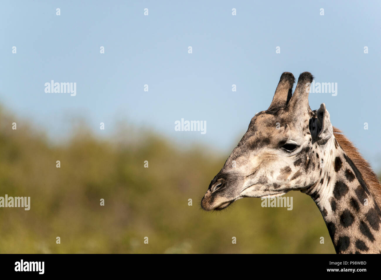Close-up of giraffe head, Chobe NP, Botswana Stock Photo