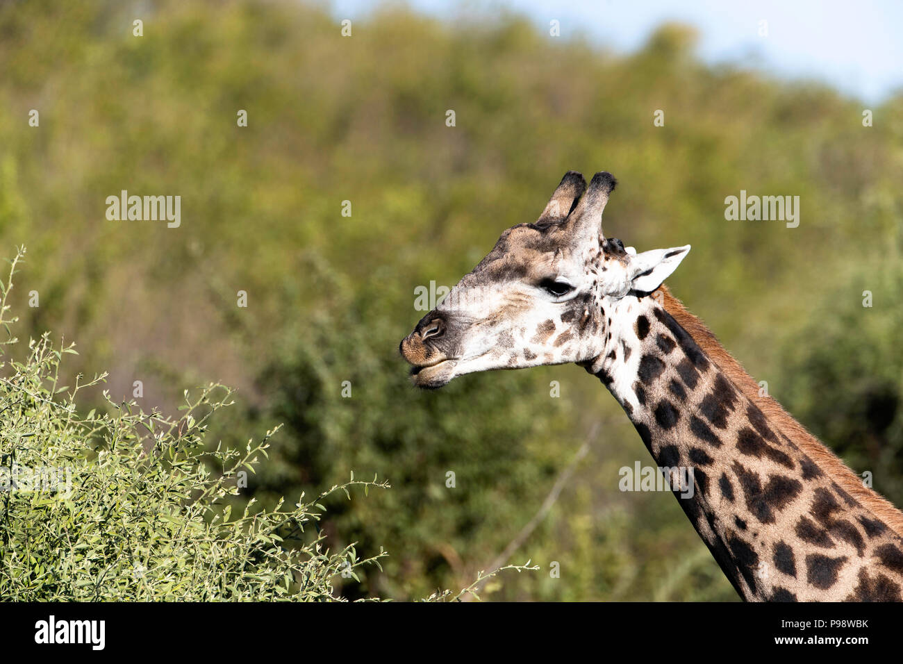 Close-up of giraffe head, Chobe NP, Botswana Stock Photo