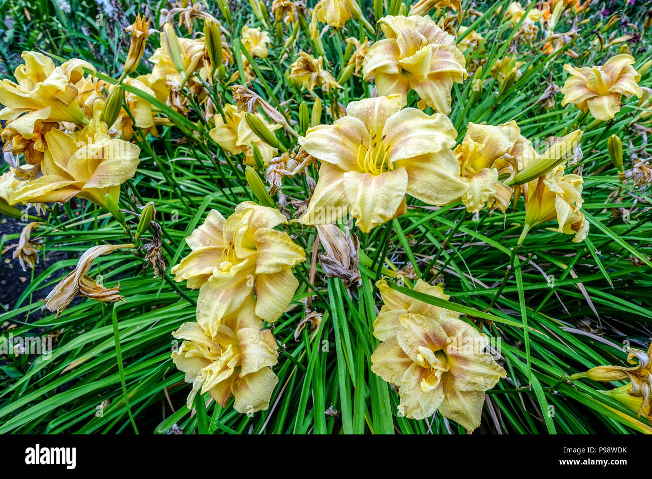 Daylily flowers, Hemerocallis ' Double Ball ', daylilies Stock Photo