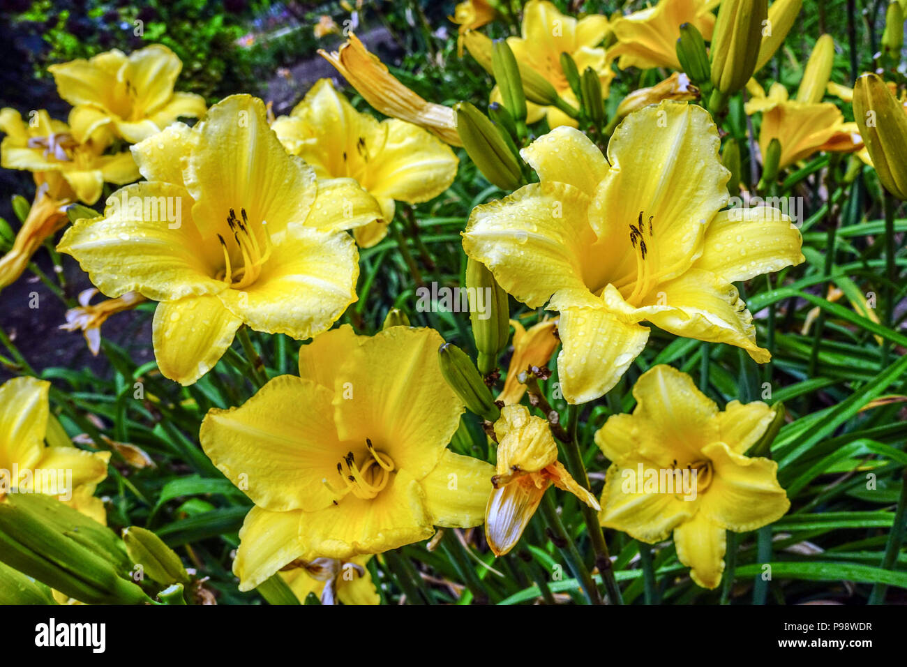 Yellow Daylily flowers, Hemerocallis 'Krystyna', lemon-yellow daylilies garden border Stock Photo