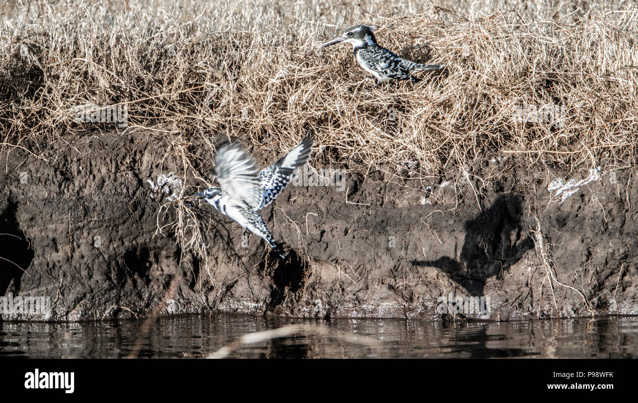 Two Pied Kingfishers, and a shadow, on the bank of the Chobe River, Botswana Stock Photo