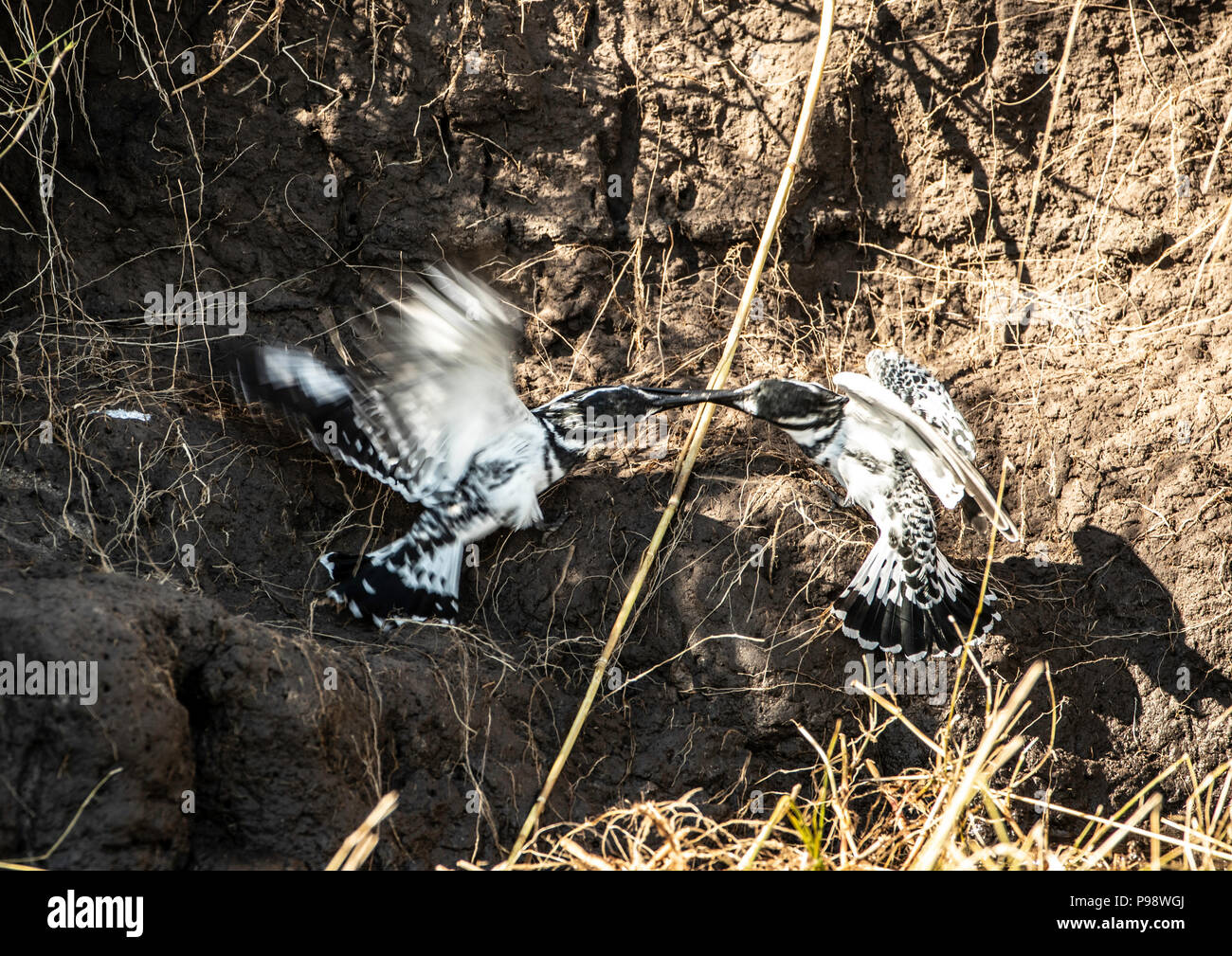 Pair of Pied Kingfishers, beak to beak. Stock Photo