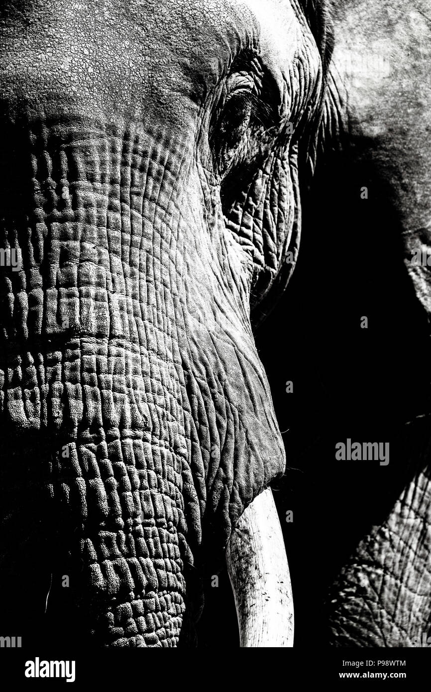 Details of the head of an elephant Stock Photo Alamy