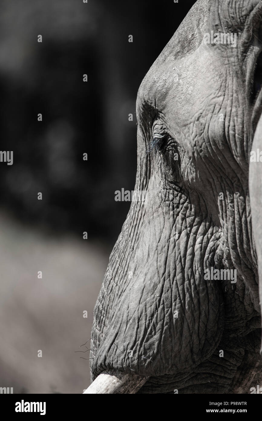 Details of the head of an elephant Stock Photo Alamy