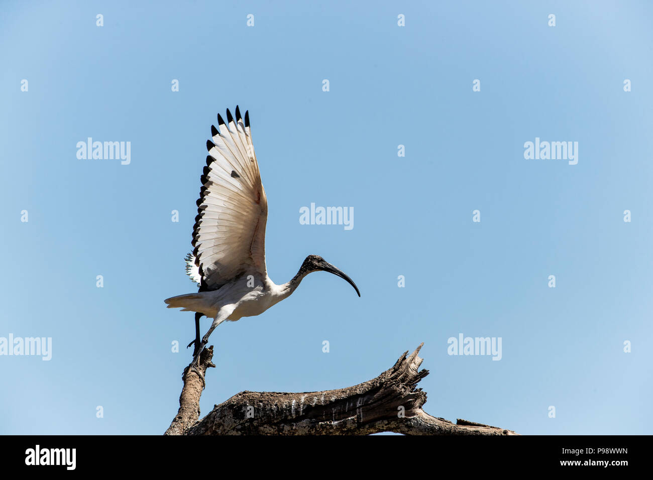 African Sacred Ibis takes off from a branch, Mana Pools, Zimbabwe Stock Photo